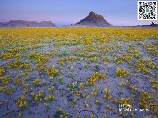  美国西部的这片不毛之地一向以干旱及寸草不生而闻名，但每年在气候许可的情况下这里会一夜间变成遍地野花怒放的花海，鲜艳的花朵从干旱的土地空隙破土而出，为荒凉的大地带来了一派生机勃勃的景象。 植物要在干旱的沙漠地区生长存活并不容易，水分一旦减少它们便会随之消失。在短暂的生命里，蝎子草和仙人掌花就会争分夺秒吸收水分，迅速开花和繁殖。更多精彩推荐，尽在---旅行FM http://lvxing.fm/