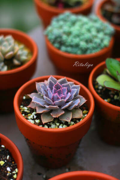 {.沙维娜.}像沙漠公主一样的名字。昨天下了一天的雨，又可以不用浇水了ヽ(ﾟ∀ﾟ)ﾉ。。。。