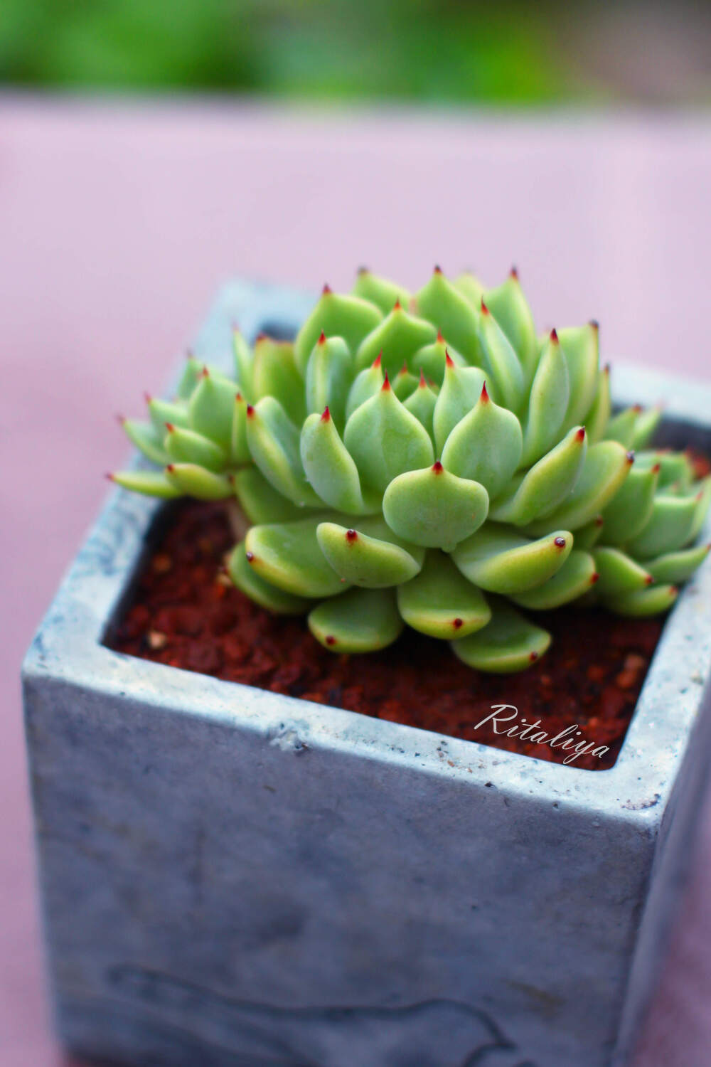 红爪红尖尖嗲的不行晒了这么多天状态还是不错哒多肉植物肉肉盆栽