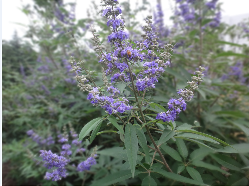 学校的花，未识名