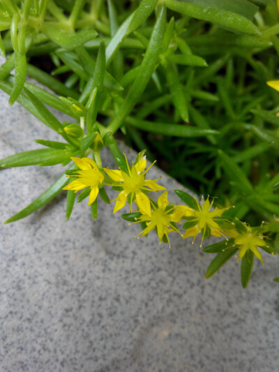 【佛甲草】是优良的地被植物，它不仅生长快，扩展能力强，而且根系纵横交错，与土壤紧密结合，能防止表土被雨水冲刷，故作为护坡草更为适宜。此外，它的耐阴能力也较为突出，在园林绿地中可以与乔木、花灌木等配置在…