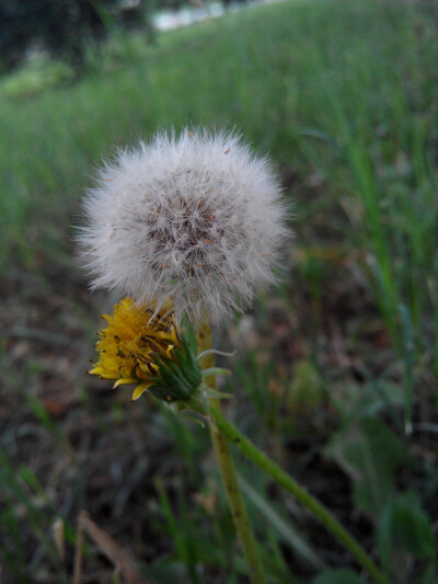 蒲公英（Taraxacum mongolicum Hand.-Mazz.），别名黄花地丁、婆婆丁、华花郎等。菊科多年生草本植物。头状花序，种子上有白色冠毛结成的绒球，花开后随风飘到新的地方孕育新生命。