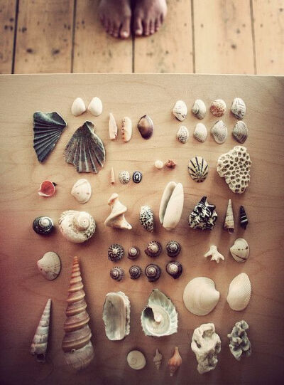 seashells