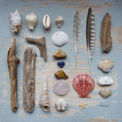 seashells