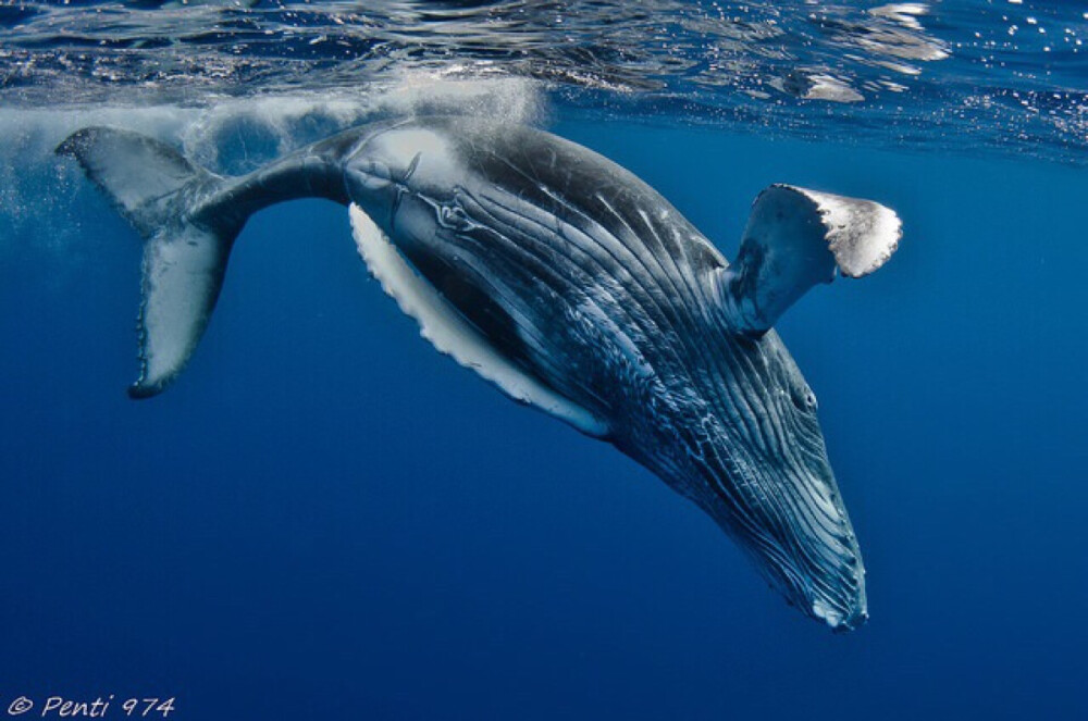 Humpback Whale