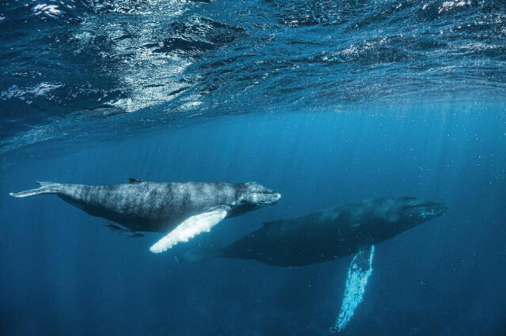 Humpback Whale