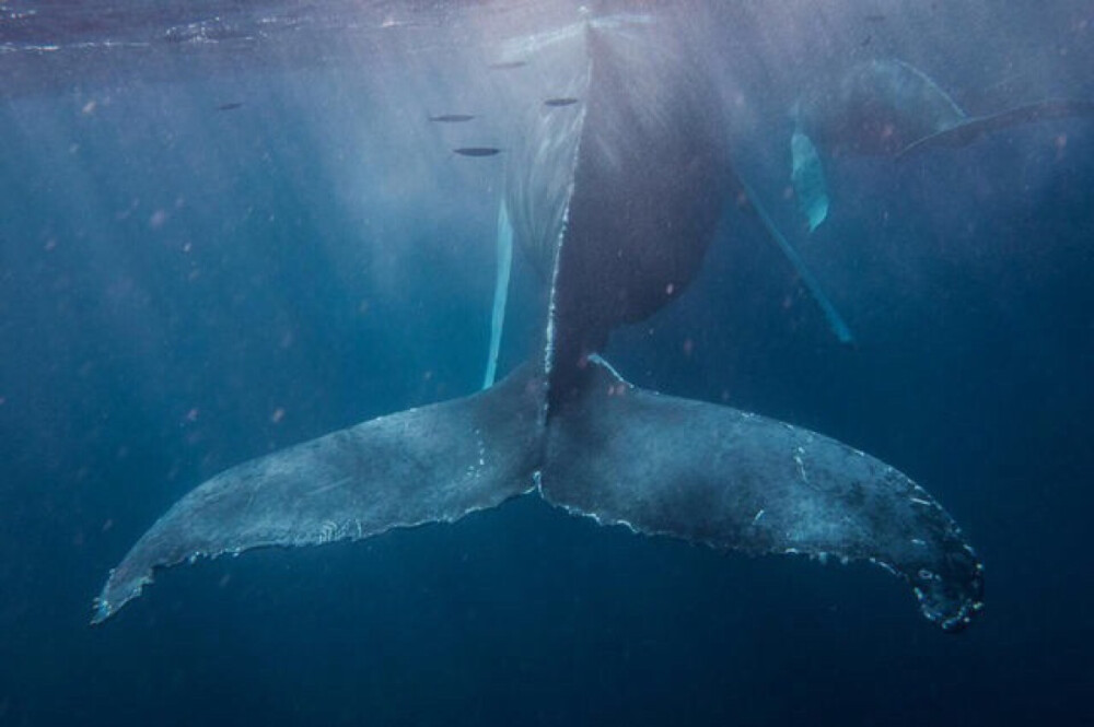 Humpback Whale