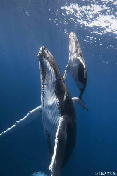 Humpback Whale