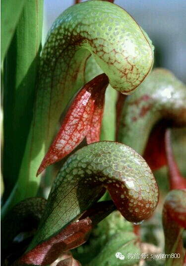 ！ 眼镜蛇瓶子草(Darlingtonia californica)。眼镜蛇瓶子草的中文名称来源于其类似于眼镜蛇的管状叶及其类似蛇信子的管状叶末…