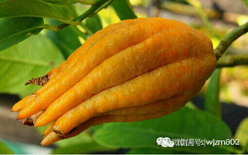 ！ 佛手(Citrus medica var. sarcodactylis)。这个与亚洲柑橘类似的水果看起来似乎很像——不过，由于其恐怖的，扭曲的手状形态，估计很多人都要错过这一美食了。