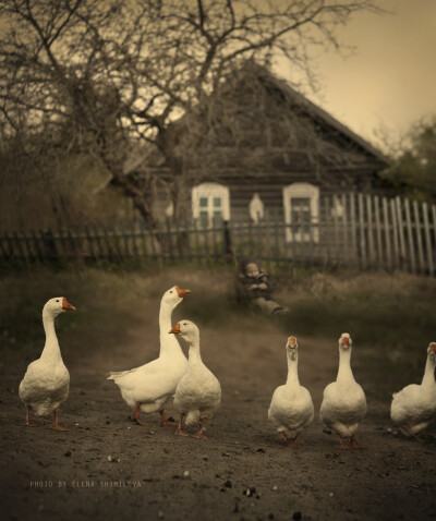 ELENA SHUMILOVA 摄影作品