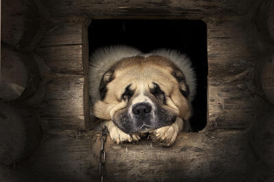 ELENA SHUMILOVA 摄影作品