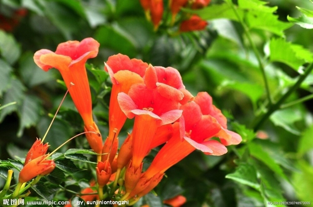 凌霄花，紫葳科、凌霄属攀援藤本植物。花鲜红色，花冠漏斗形，花期5-8月。结蒴果，蒴果顶端钝。行血去瘀，凉血祛风。用于经闭，产后乳肿，风疹发红，皮肤瘙痒，痤疮。