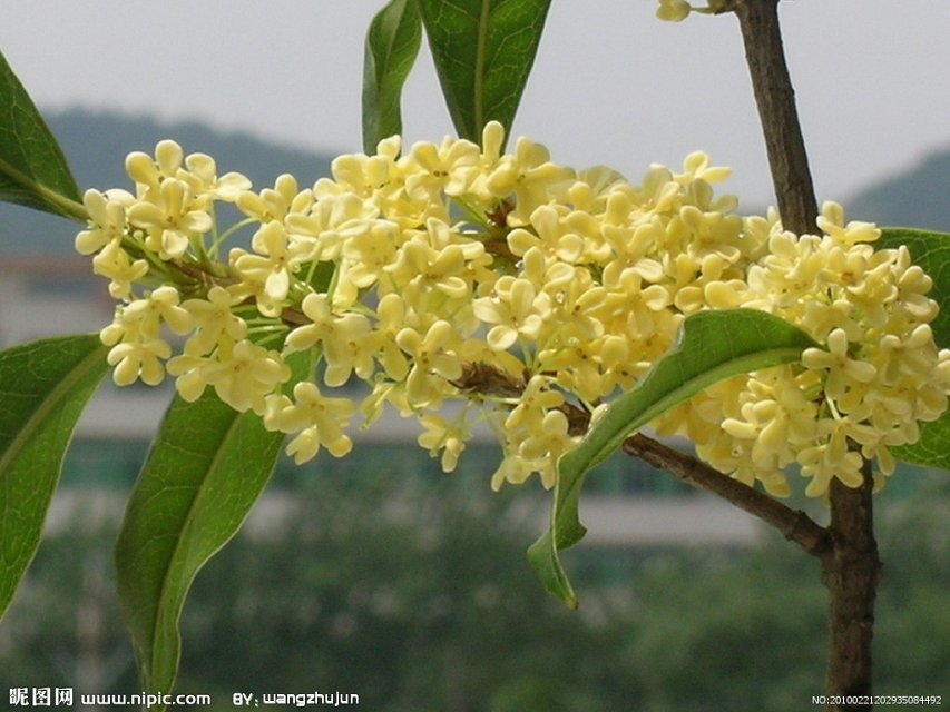 迎春花