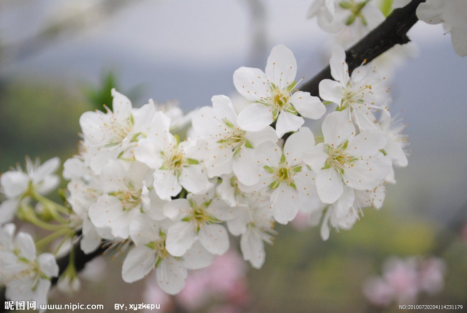 桃花