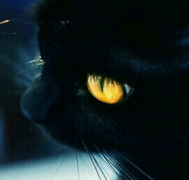 Mr.Blackcat