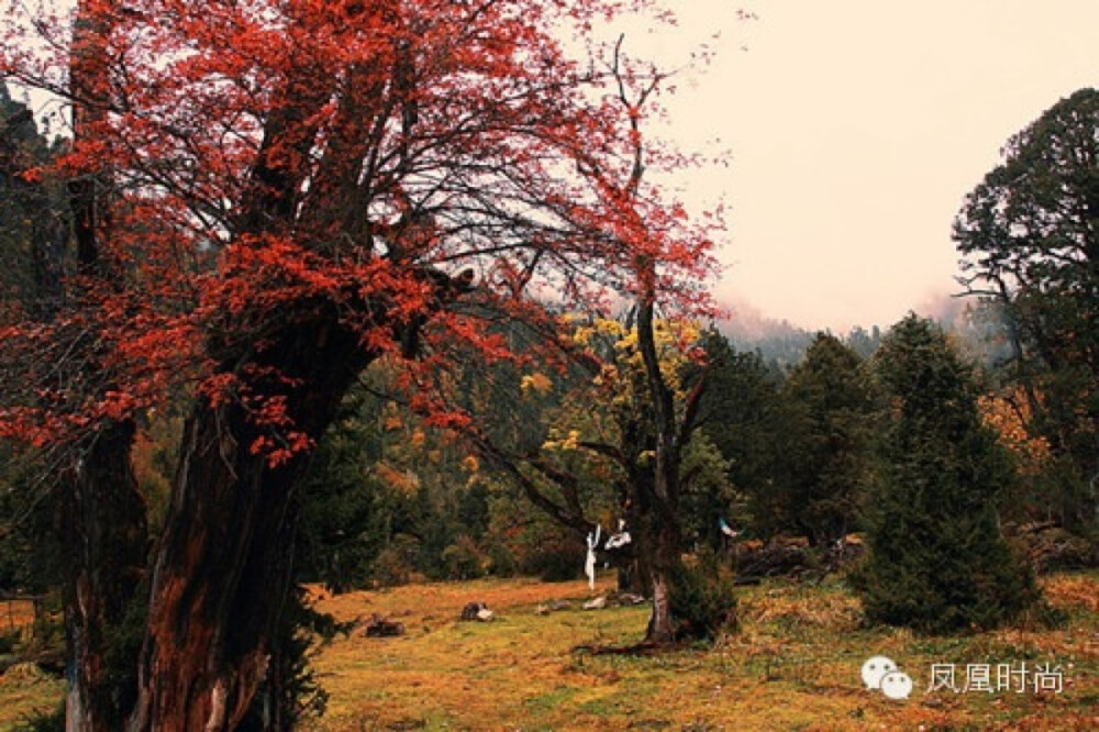  米林县地处西藏东部高山峡谷区域，在雅鲁藏布江中游、念青唐古拉山与喜玛拉雅山之间的河谷地带，平均海拔3700米。得天独厚的地理位置，众多的山川河流，复杂的地形地貌，构成了引人入胜的自然景观。尼洋河水碧绿清澈，河岸有鲜艳的杜鹃花丛，花瓣落在河中，随水流漂浮，成群的鱼儿追逐着游动的花瓣，恍若梦中。遮天蔽日的原始森林，缭绕在轻薄的雾中，幽蓝色的雾霭给人梦幻般的遐想，令人思绪飞扬。