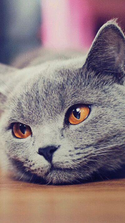 霸气的喵星人！