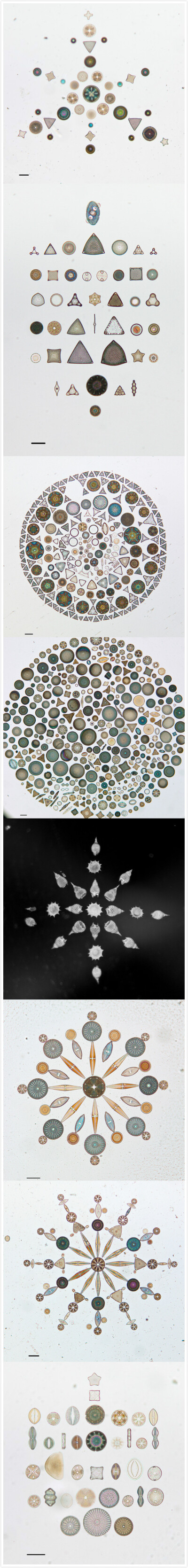 微观硅藻的艺术排列，通过显微镜拍摄 | 美国加州科学院 California Academy of Sciences 官方flickr&amp;gt;http://t.cn/8FaHwzp