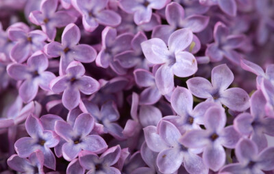 素材类别：紫色丁香花 鲜花 花草植物 紫色丁香花盛开图片,紫色丁香花,鲜花,花草植物,唯美花朵,高清图片. http://www.huiyi8.com/sc/9857.html