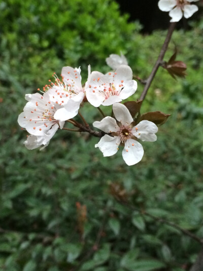 小区樱花