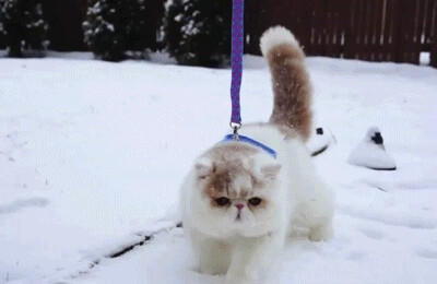 雪中的猫猫