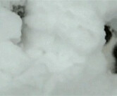 雪中的猫猫