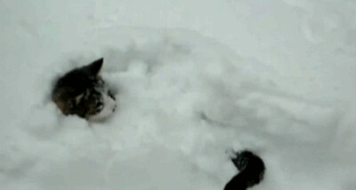 雪中的猫猫