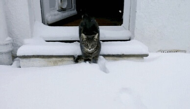 雪中的猫猫