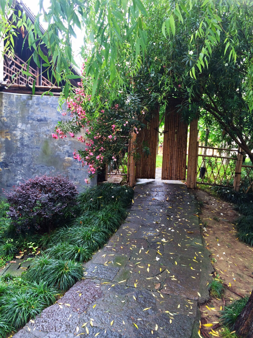 乌镇西栅。雨后·青砖绿叶小花花