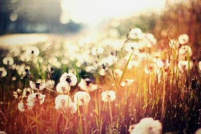 青春就像蒲公英