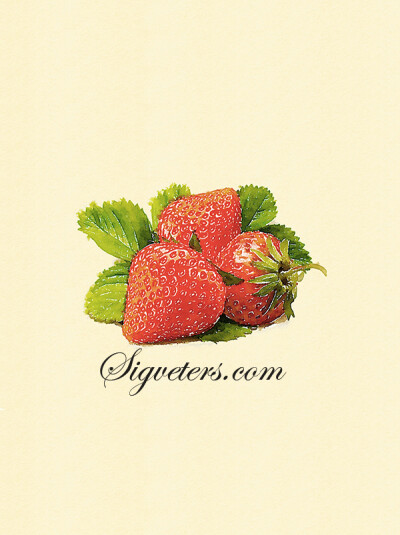 手绘水彩插画素材 水果植物系列 草莓