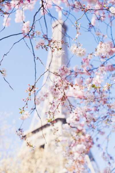 森 樱花 巴黎 摄影 风景 埃菲尔铁塔