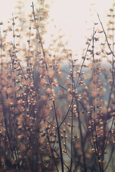 森 摄影 风景 壁纸