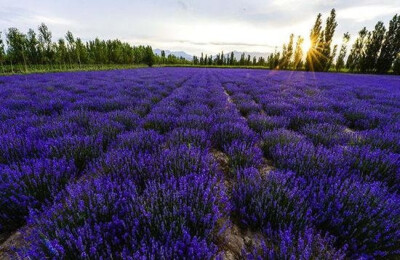 普罗旺斯 薰衣草