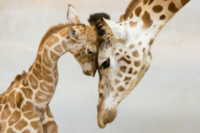 长颈鹿❤❤父母的爱