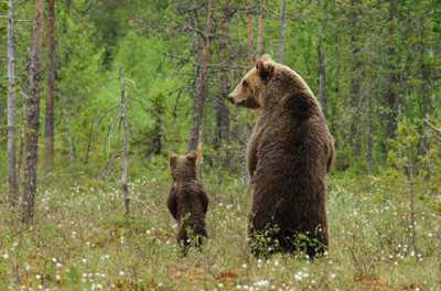 熊熊❤❤父母的爱