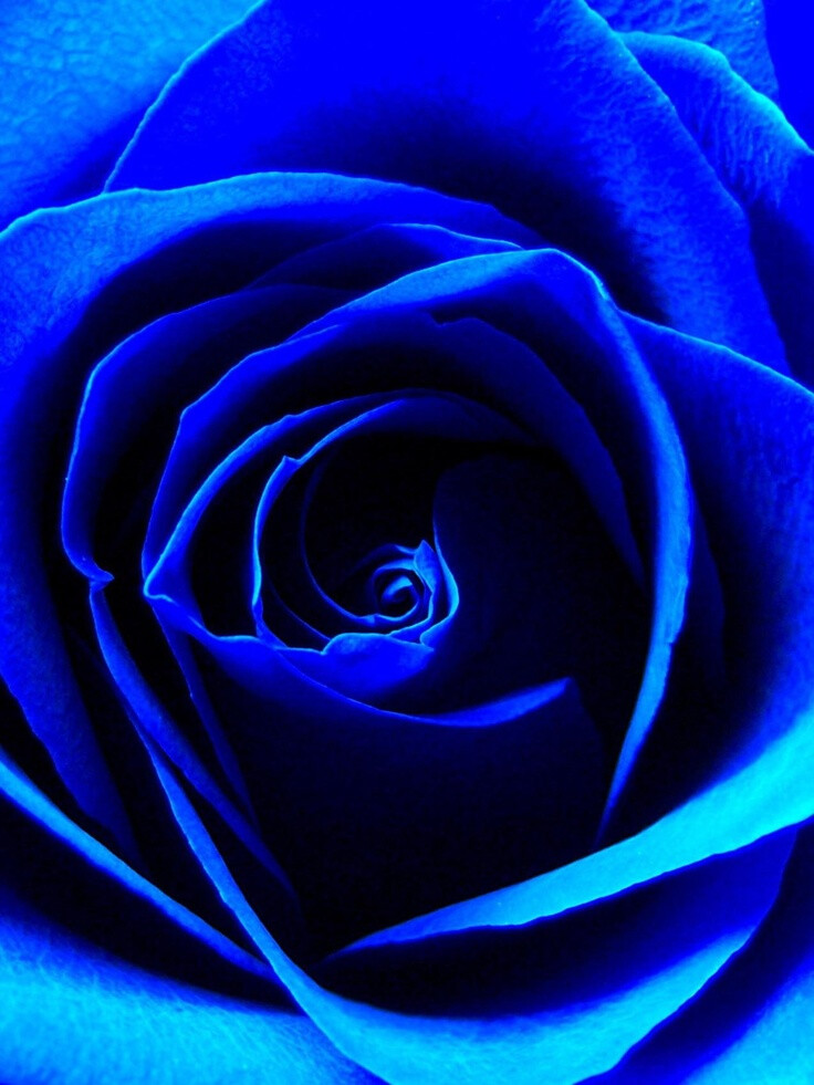 蓝色妖姬 blue enchantress(拉丁学名:blue rose)寓意相守是一种承诺