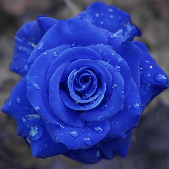 蓝色妖姬blueenchantress拉丁学名bluerose寓意相守是一种承诺