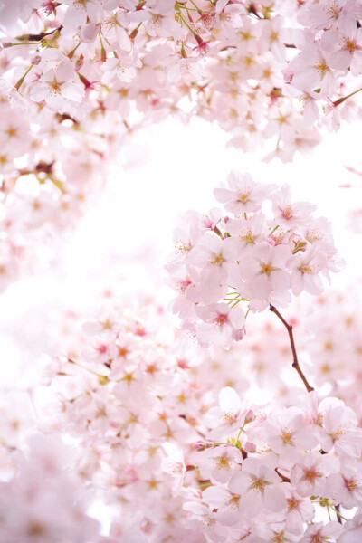 Cherry Blossom 樱花