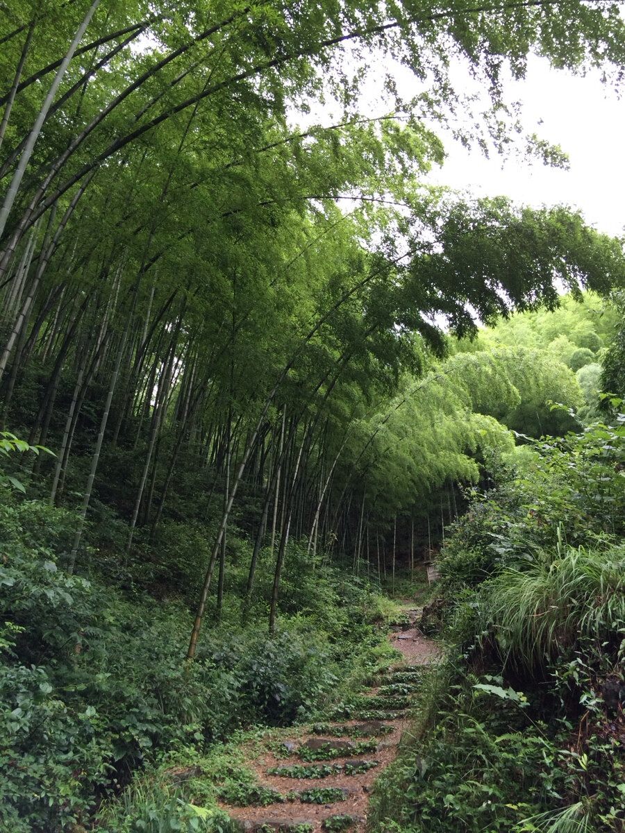 木坑竹海