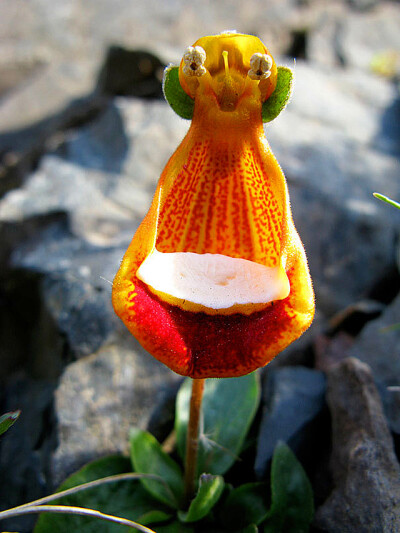 造型独特的布袋兰“欢乐的外星人”，学名Calceolaria Uniflora。