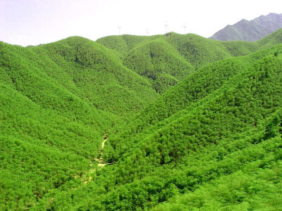 贵州 安顺 赤水竹海