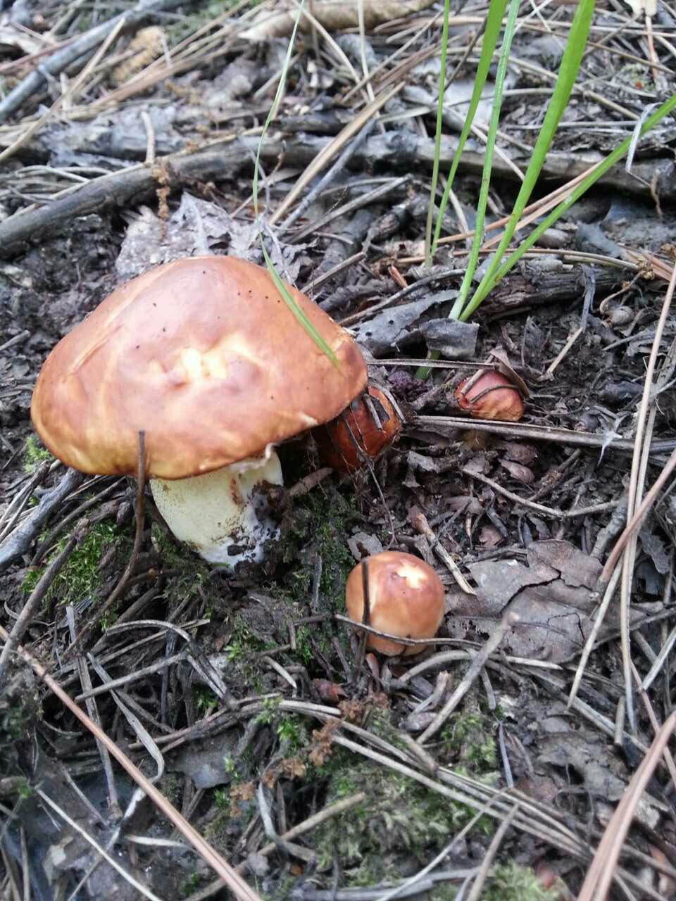 野生松蘑蘑菇