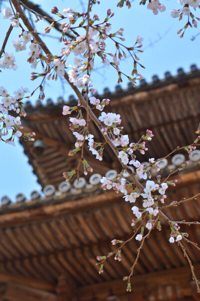 Cherry Blossom 樱花