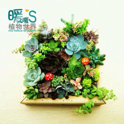 暖暖的植物世界淘宝网址：http://shop109260857.taobao.comndex.htm