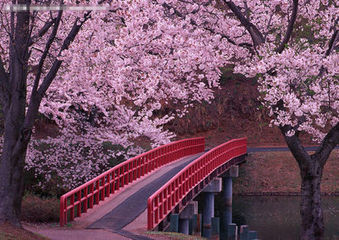 「SAKURA SAKURA…」是一首悲伤的抒情歌曲。 以樱花为主题作曲是继「Time after time ～花舞う街で～」以来的第一次。虽然有悲伤的回忆，但是樱花会悄悄地替你守护着这份回忆…它就是这样一首感伤的SONG。制作这两首歌的时候我投入了许多感情！！！ 请大家一定要听哦☆(来源于仓木麻衣微博)