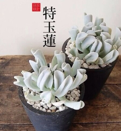  特玉莲(Echeveria.runyonii cv ‘Topsy Turvy’)，又名特叶玉蝶，景天科石莲花属。特玉莲是一种多年生常绿的多肉植物，表面附有一层厚厚的白粉，叶尖中部向上皱起，边缘会因日照呈淡粉色。其原种产于墨西哥。而首个…