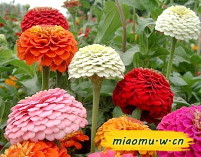 花嬌葉嫩 盛夏精靈——百日草，百日草圖片來源：http://miaomu.w.cn/news/40/198634.html