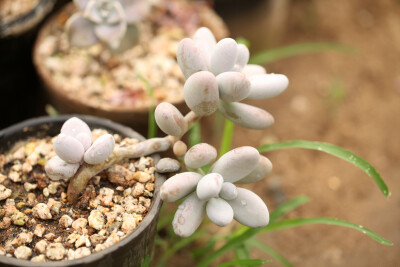 多肉植物 掌上花园--月美人 雨后我来看你.....